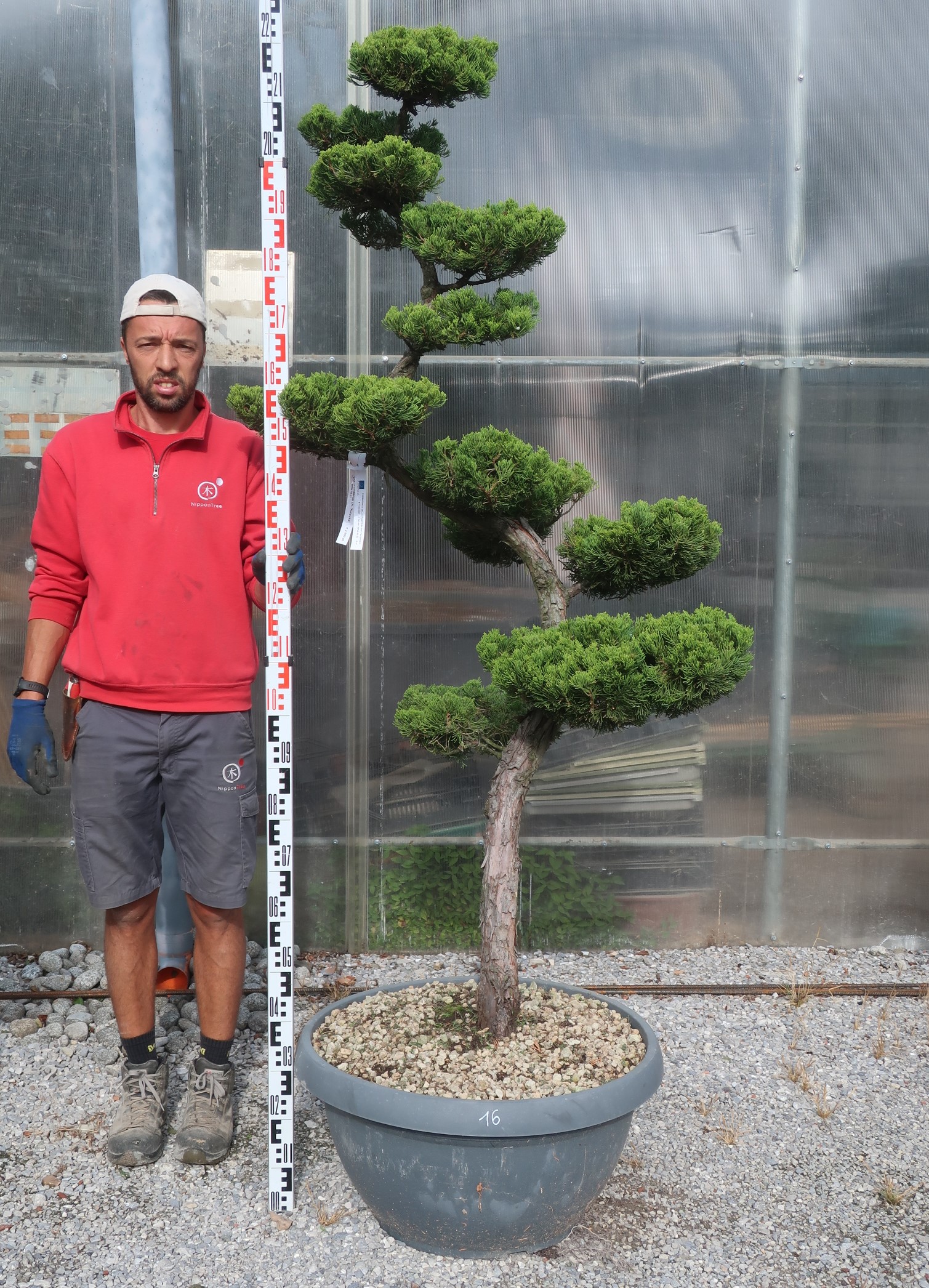 Bonsai Juniperus 70cm