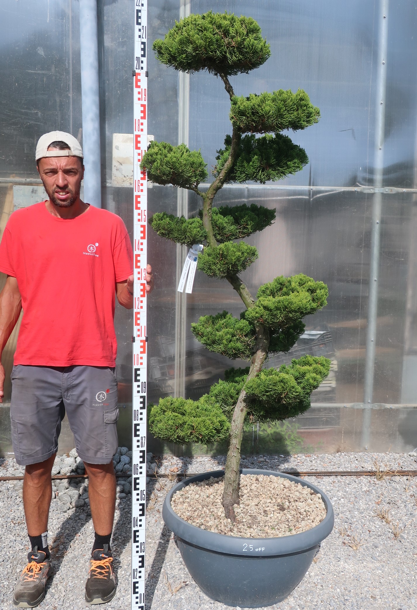 Juniperus chinensis - Nippon Tree