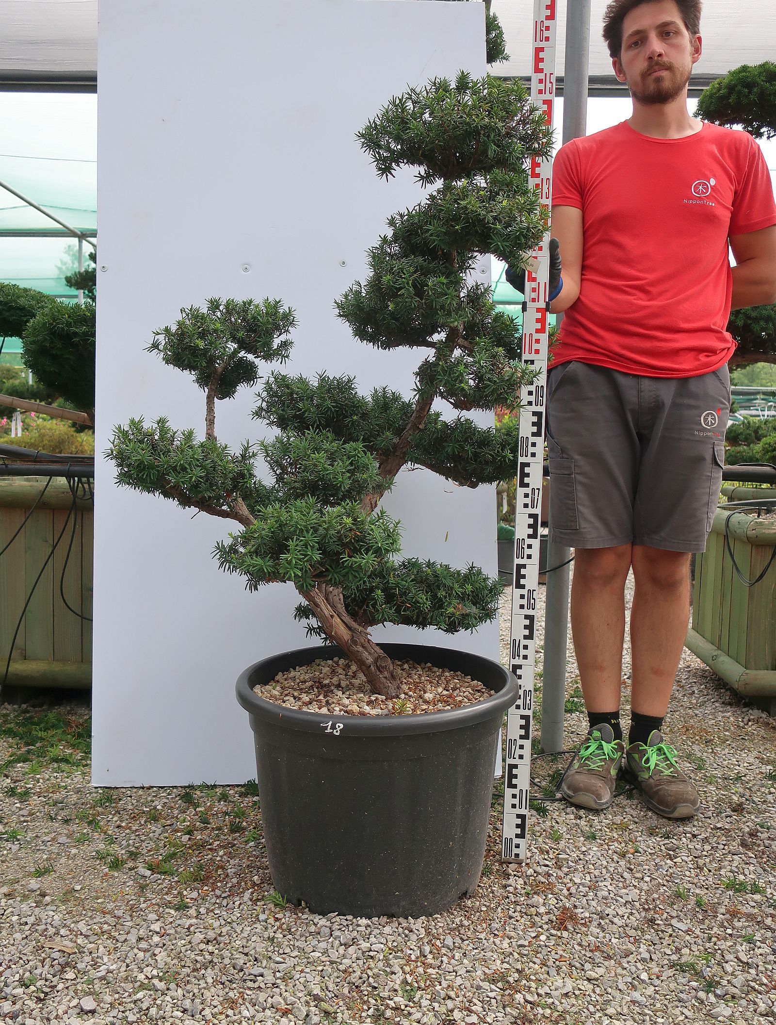 Taxus cuspidata - Nippon Tree