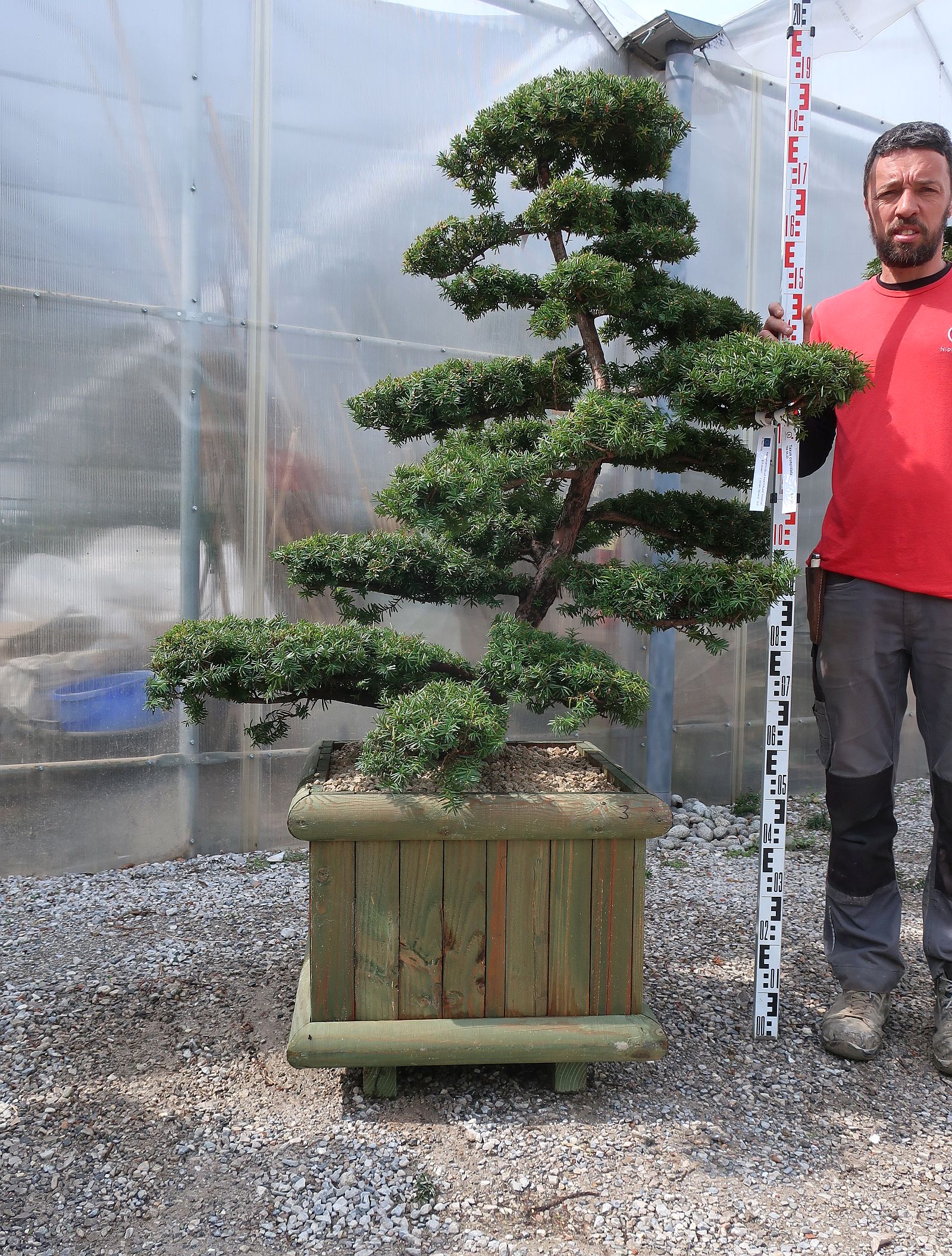 Taxus cuspidata - Nippon Tree