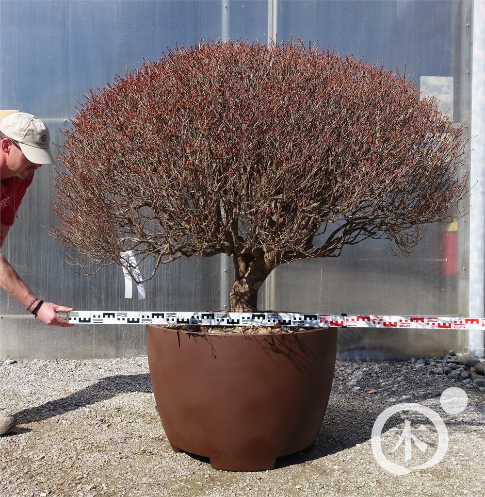 Enkianthus perulatus - Nippon Tree