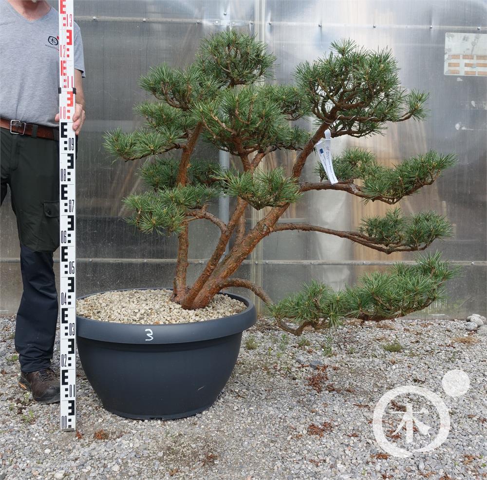 Pinus sylvestris - Nippon Tree