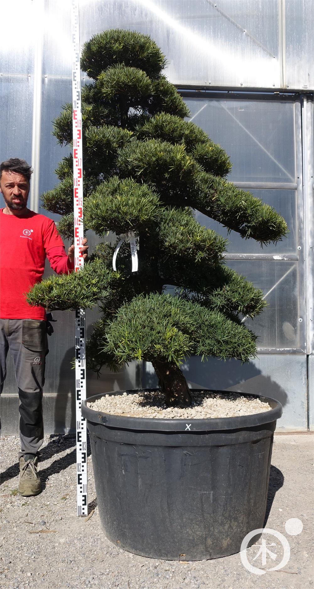 Podocarpus macrophyllus - Nippon Tree