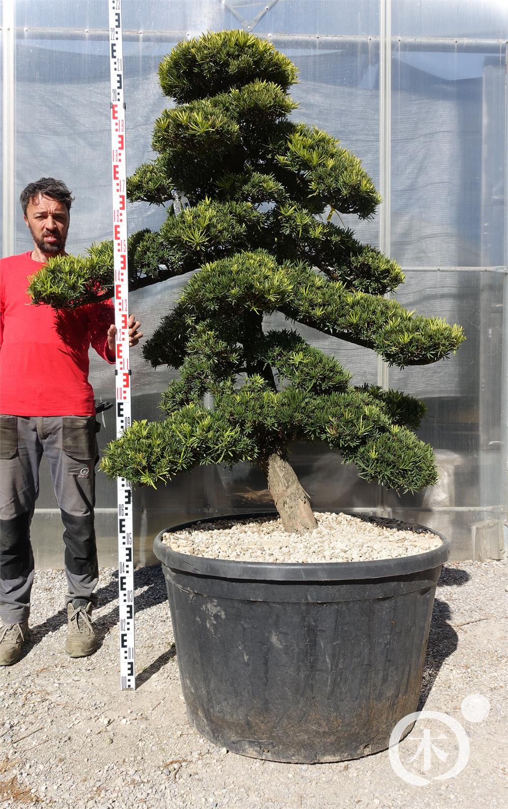 thuja plicata whipcord stamm #2 Thuja plicata Whipcord/ Threadleaf Arborvitae main image 0