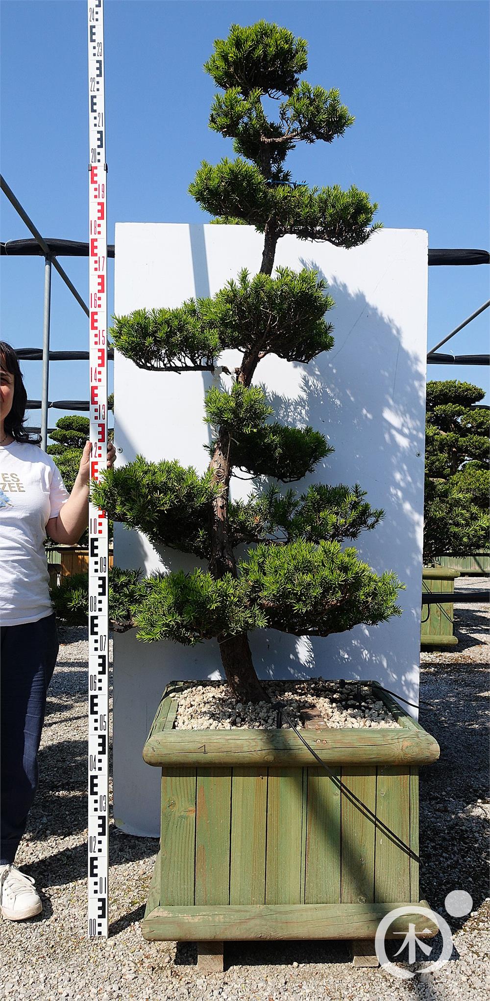 Taxus cuspidata - Nippon Tree