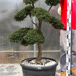Ilex crenata - Nippon Tree